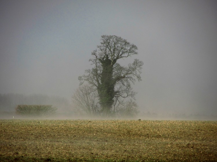 Oak mist