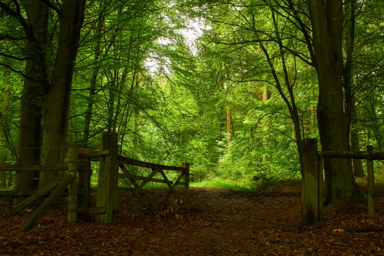 Berkshire Wood 1