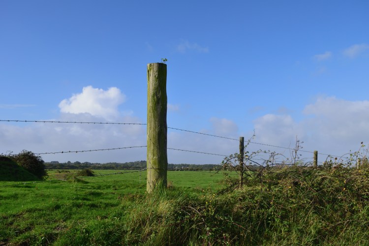 New Forest Fringes_06