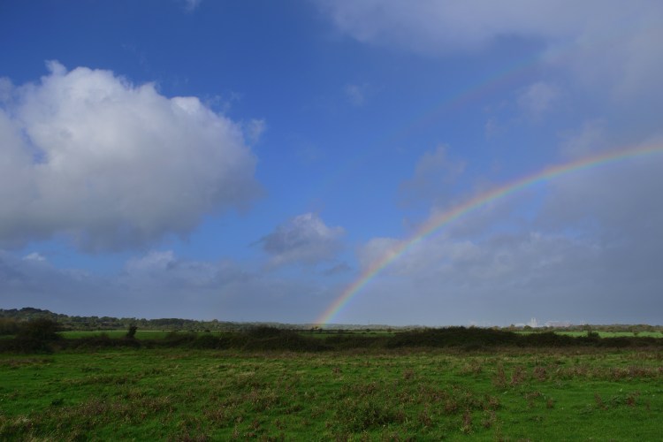 New Forest Fringes_09