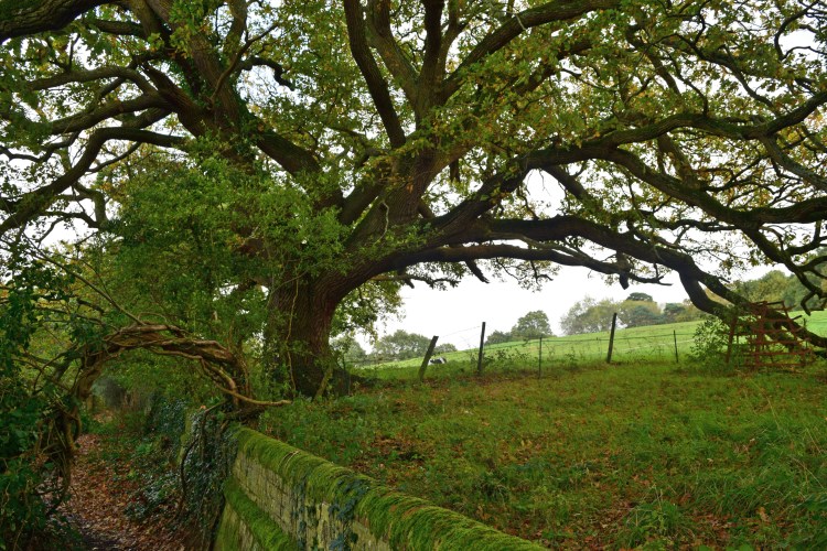 New Forest Fringes_11