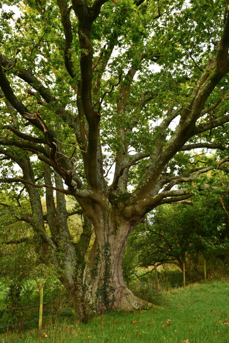 New Forest Fringes_16