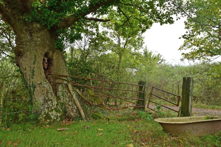 New Forest Fringes_17