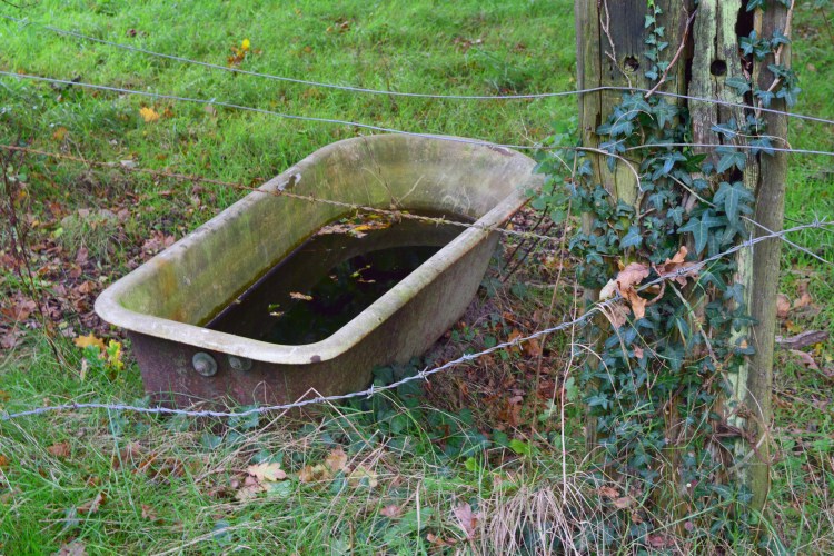 New Forest Fringes_19